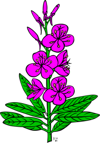 Pojem Slzovka je v kategorii rostliny, ilustran obrzek