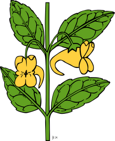 Pojem Podzemnice olejn je v kategorii rostliny, ilustran obrzek