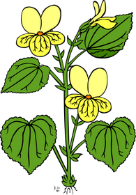 Pojem Sezam je v kategorii rostliny, ilustran obrzek