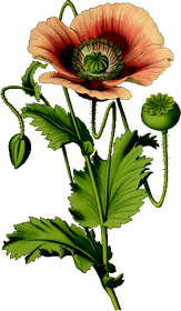 Pojem Pch je v kategorii rostliny, ilustran obrzek