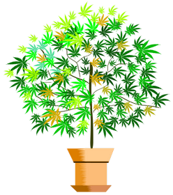 Pojem Rmovnk je v kategorii rostliny, ilustran obrzek