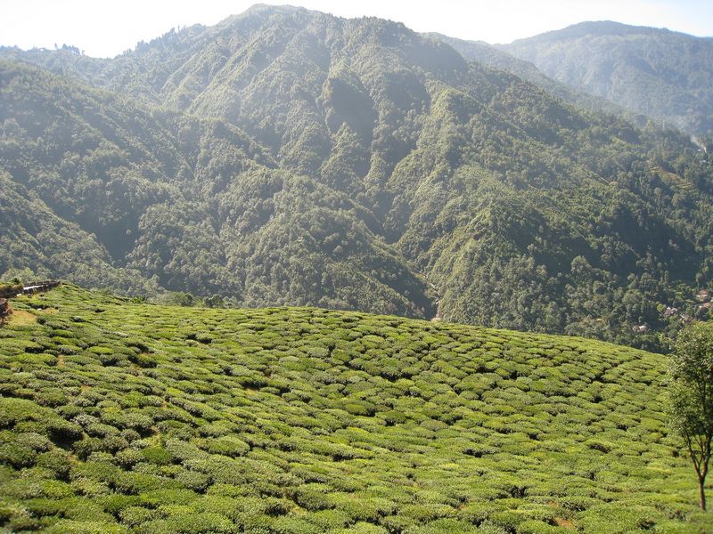 ajov plante v oblasti Darjeeling (vchodn Indie). Autor: Asif Anwar, zdroj: Pixabay