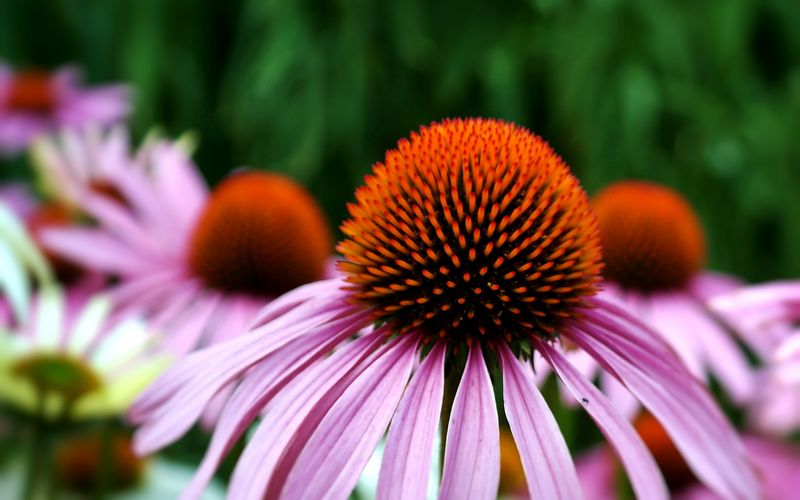 Ndhern kvt rostliny echinacea (tapatka). Autor: RitaE, zdroj: Pixabay