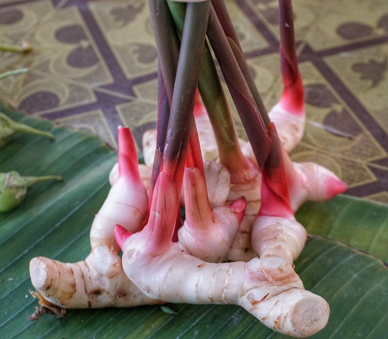 Koen galangal je podobn zzvoru a pouv se pedevm v asijsk kuchyni. Autor: Suanpa, zdroj: Pixabay
