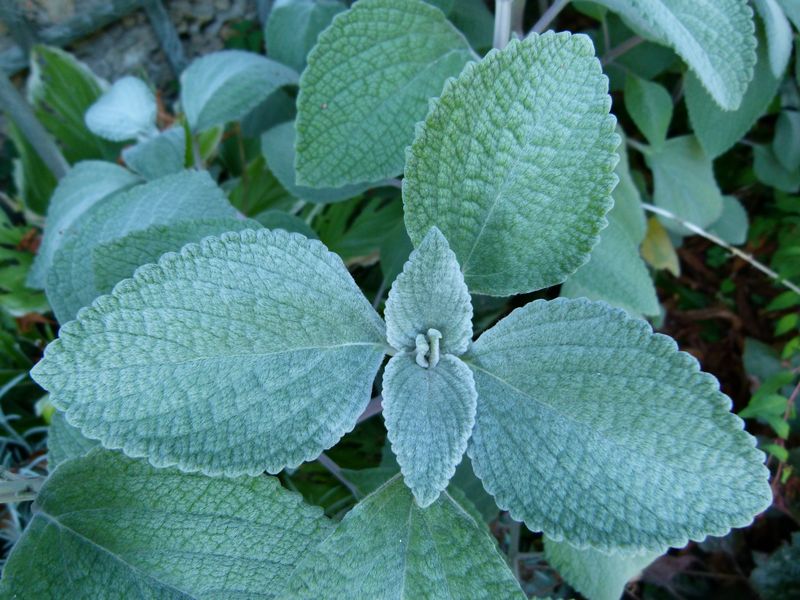 Rostlina plectranthus argentatus esky nazvan rmovnk. Autor: Dinkum, zdroj: Wikimedia commons, licence: CC0