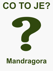 Pojem, výraz, heslo, co je to Mandragora? 