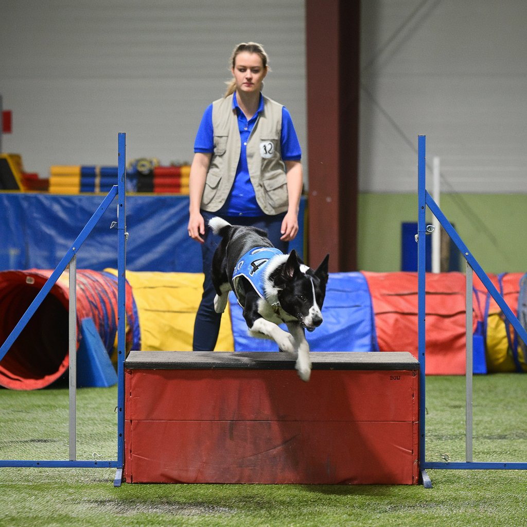 Kategorie sport, Agility sport se psy, squash, ilustran obrzek