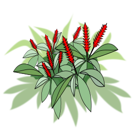 Pojem Čertův dráp je v kategorii rostliny, ilustrační obrázek