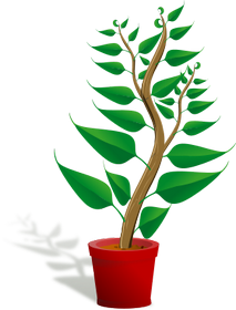 Pojem Gurmar je v kategorii rostliny, ilustrační obrázek