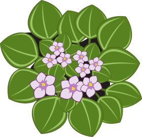 Pojem Ačokča je v kategorii rostliny, ilustrační obrázek