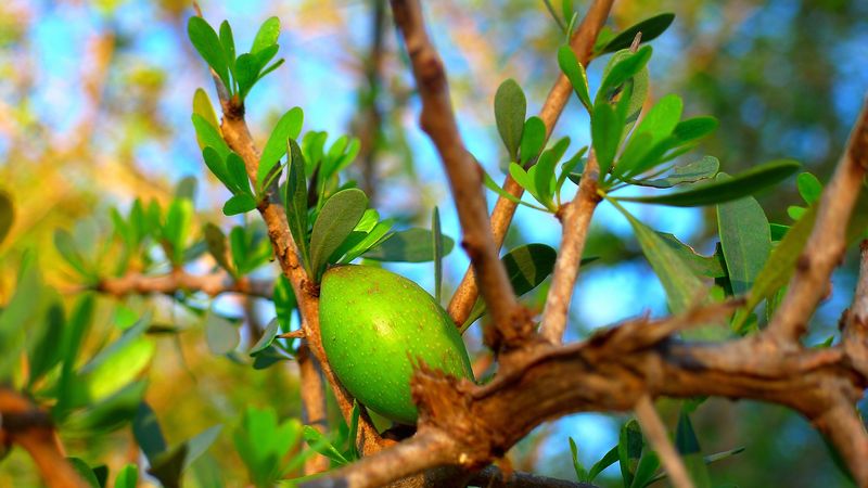 Plod argánie ze kterého se získává arganový olej. Autor: alex dutemps, zdroj: Pixabay