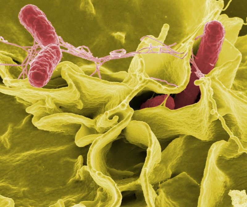 Bakterie salmonely způsobují střevní problémy patří mezi jednobuněčné organismy. Autor: WikiImages, zdroj: Pixabay
