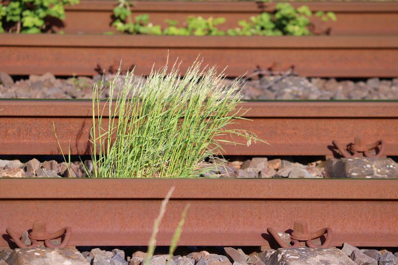 Plevel neboli archaicky býlí na železničních kolejích. Autor: Manfred Richter, zdroj: Pixabay