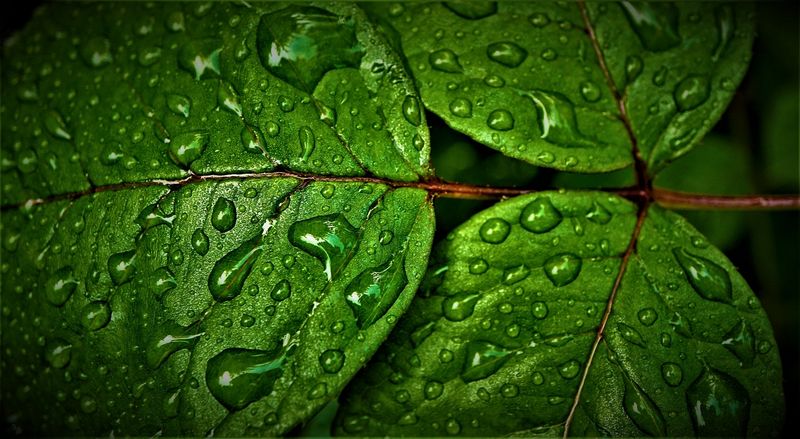 Chlorofyl je obsažen v listech zelených rostlin. Autor: Mylene2401, zdroj: Pixabay