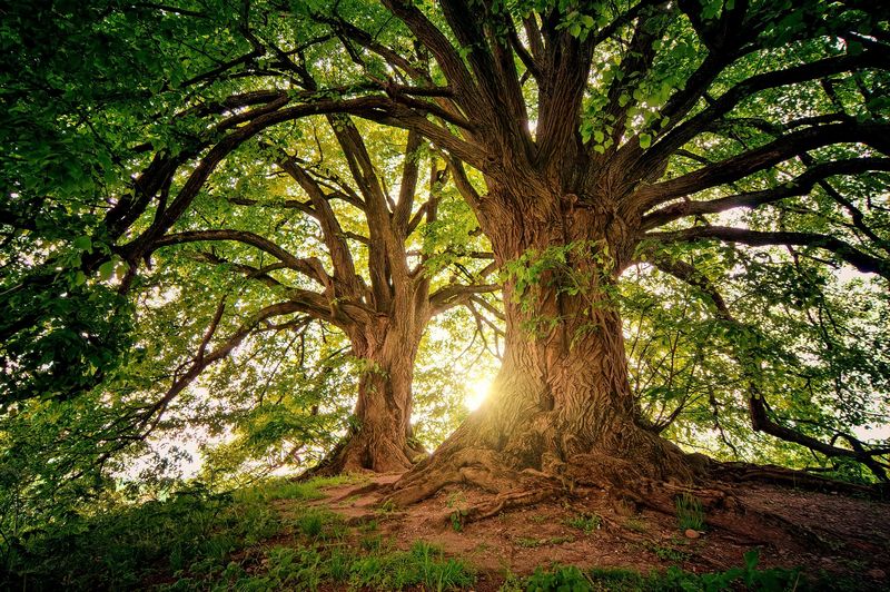 Stromy jsou typickým příkladem dřeviny. Autor: jplenio, zdroj: Pixabay