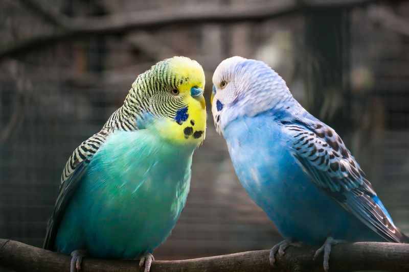 Etologie se zabývá studiem chování živočichů včetně například papoušků. Ilustrační obrázek. Autor: Thomas B. zdroj: Pixabay