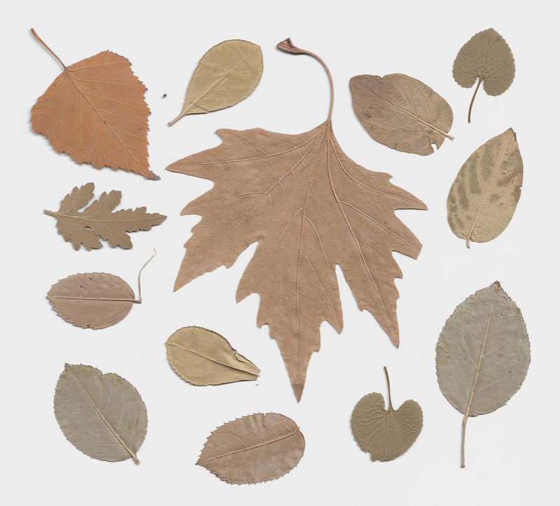 Sušené vylisované listy stromů připravené ke vložení do herbáře. Ilustrační fotografie. Autor: Jo Re, zdroj: Pixabay
