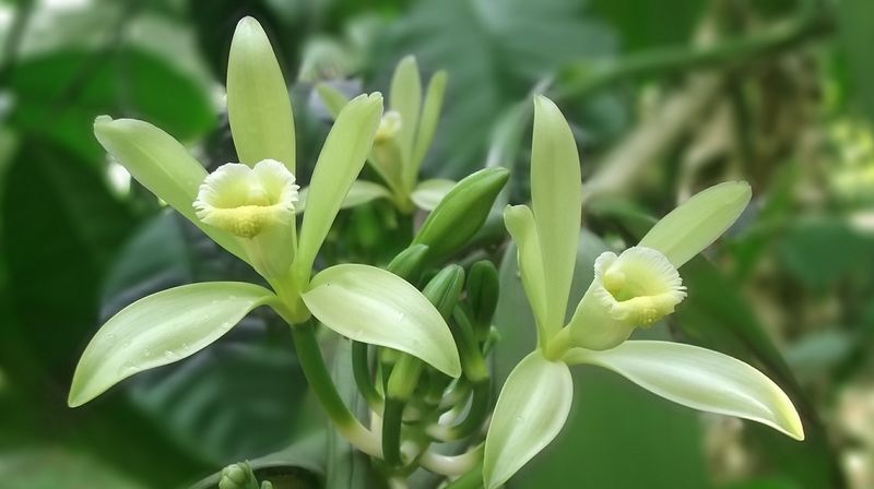 Zelenožluté květy orchideje vanilky. Autor: Binesh A B, zdroj: Pixabay