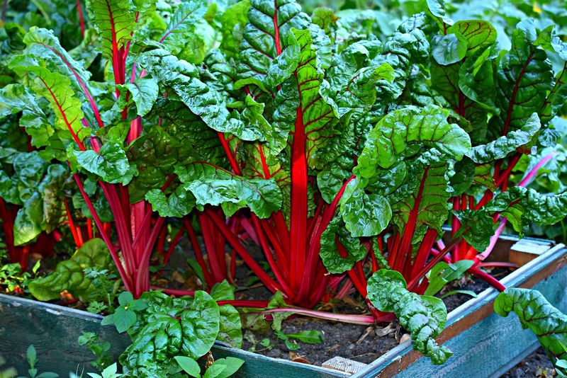 Zelenina mangold v truhlíku. Autor: Mabel Amber, zdroj: Pixabay