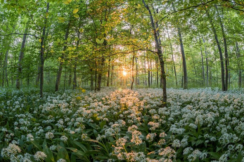 Lán medvědího česneku v lese při západu slunce. Autor: Jonathan Sautter, zdroj: Pixabay