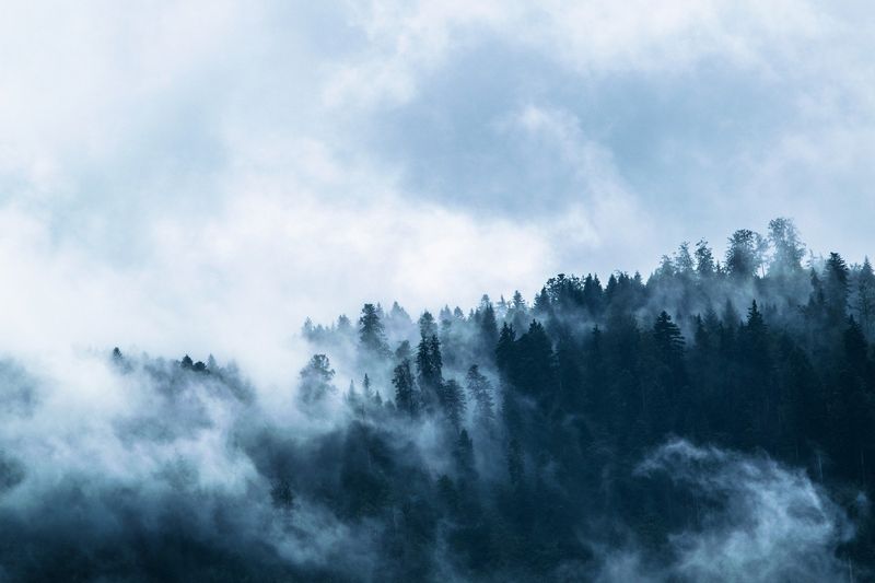 Mlha v lese. Ilustrační fotografie. Autor: LUM3N, zdroj: Pixabay