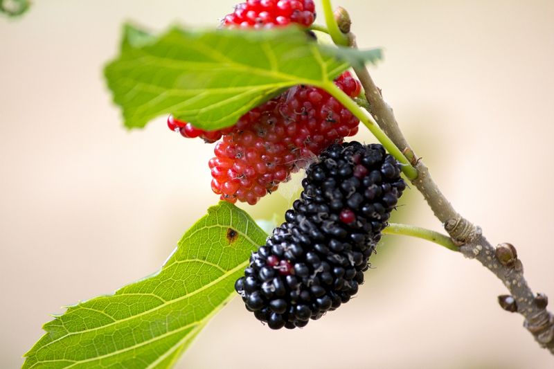 Moruše, plod morušovníku černého. Autor: JoaoBOliver, zdroj: Pixabay