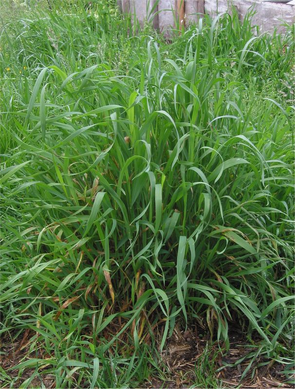 Tráva, plevel pýr plazivý neboli pýřavka. Autor/zdroj: Rasbak / Wikimedia commons, licence: CC BY-SA