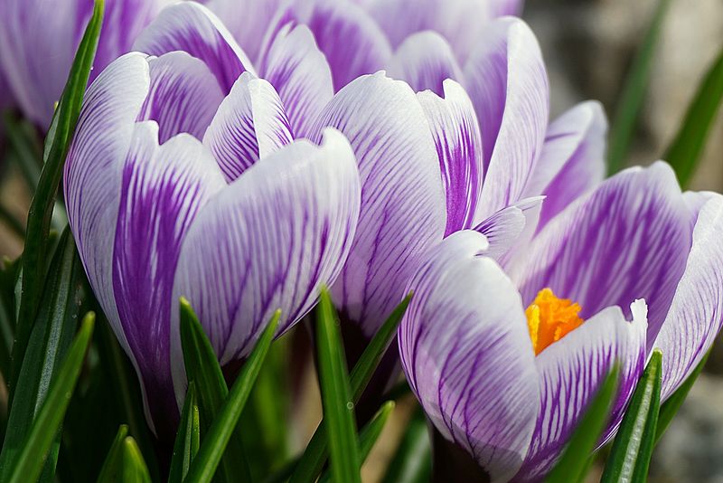 Květy šafránu neboli krokusu. Autor: Nowaja, zdroj: Pixabay
