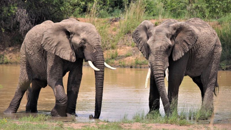 V rámci ekoturistiky lze například spatřit africké slony v jejich přirozeném prostředí. Autor: Nel Botha, zdroj: Pixabay