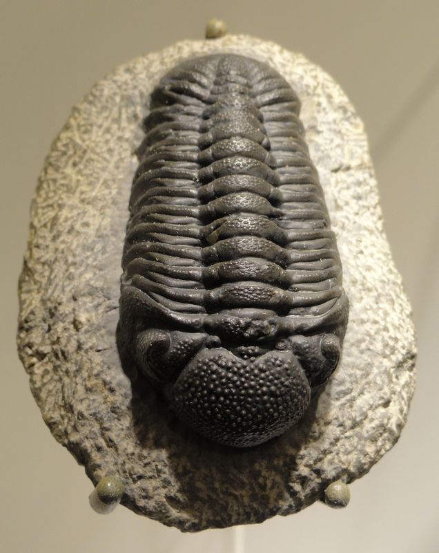 Zkamenělina trilobita vystavená v Houstonském muzeu v Texasu, USA. Autor: Daderot, zdroj: Wikimedia commons, licence: CC0