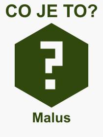 Pojem, výraz, heslo, co je to Malus? 