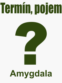 Pojem, vraz, heslo, co je to Amygdala? 