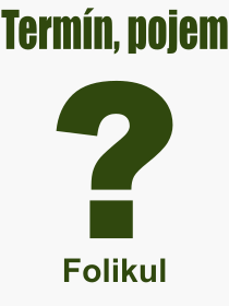 Co je to Folikul? Vznam slova, termn, Vraz, termn, definice slova Folikul. Co znamen odborn pojem Folikul z kategorie Lkastv?